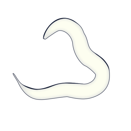 Photo of Nematodes