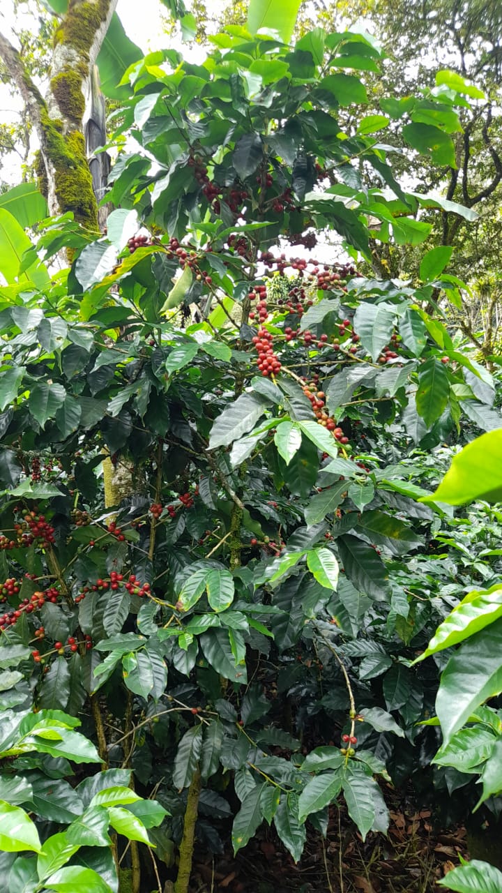 Coffee Plantation