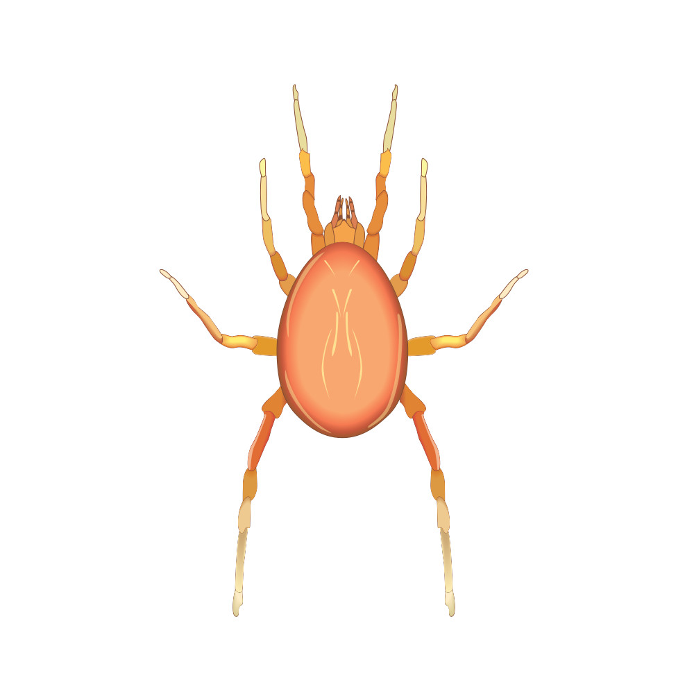 Photo of Predatory Mite